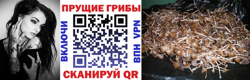 Галлюциногенные грибы мухоморы  купить закладку  Чита 